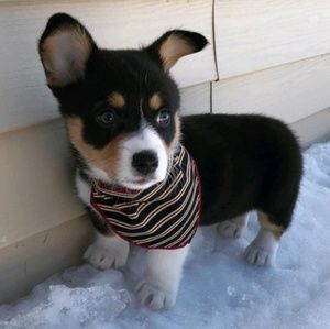 Meet your Posher, Maxine